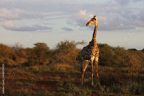 Photography Giraffe / Giraffe / Giraffa camelopardalis