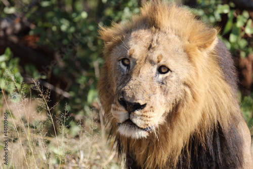 Afrikanischer Löwe / African lion / Panthera leo. © Ludwig