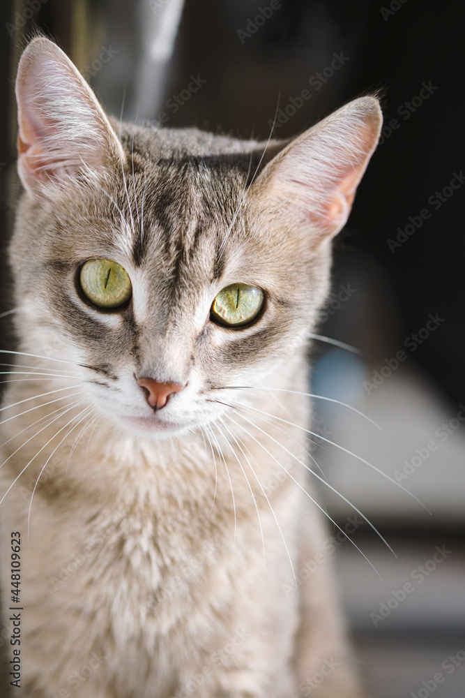 A domestic cat sits on the windowsill and watches what is happening.