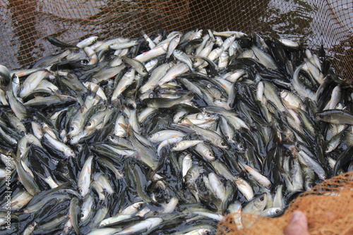 fish fingerling seed catching for sale to farmers by government fish seed hatchery