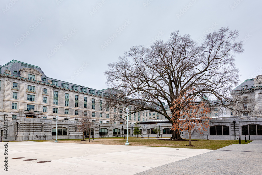 Naklejka premium Courtyard on U.S Naval Academy, Annapolis, Maryland with giant tree 