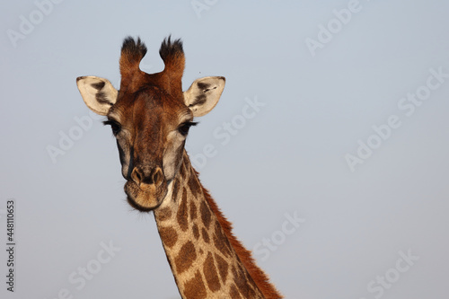 Canvas Print Giraffe / Giraffe / Giraffa camelopardalis