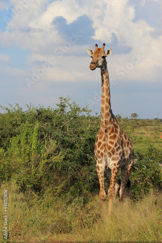 Giraffe   Giraffe   Giraffa Camelopardalis