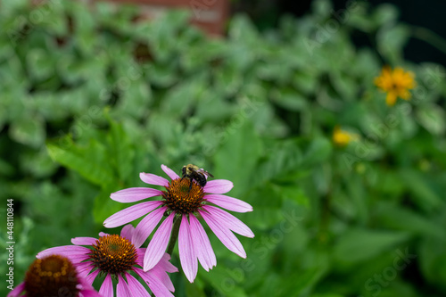 Bumble Bee pollinating a purple cone flower in a garden