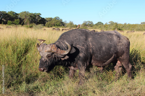 Kaffernb  ffel und Rotschnabel-Madenhacker   African buffalo and Red-billed oxpecker   Syncerus caffer et Buphagus erythrorhynchus...