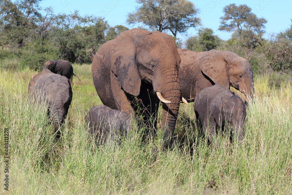 Fototapeta premium Afrikanischer Elefant / African elephant / Loxodonta africana...