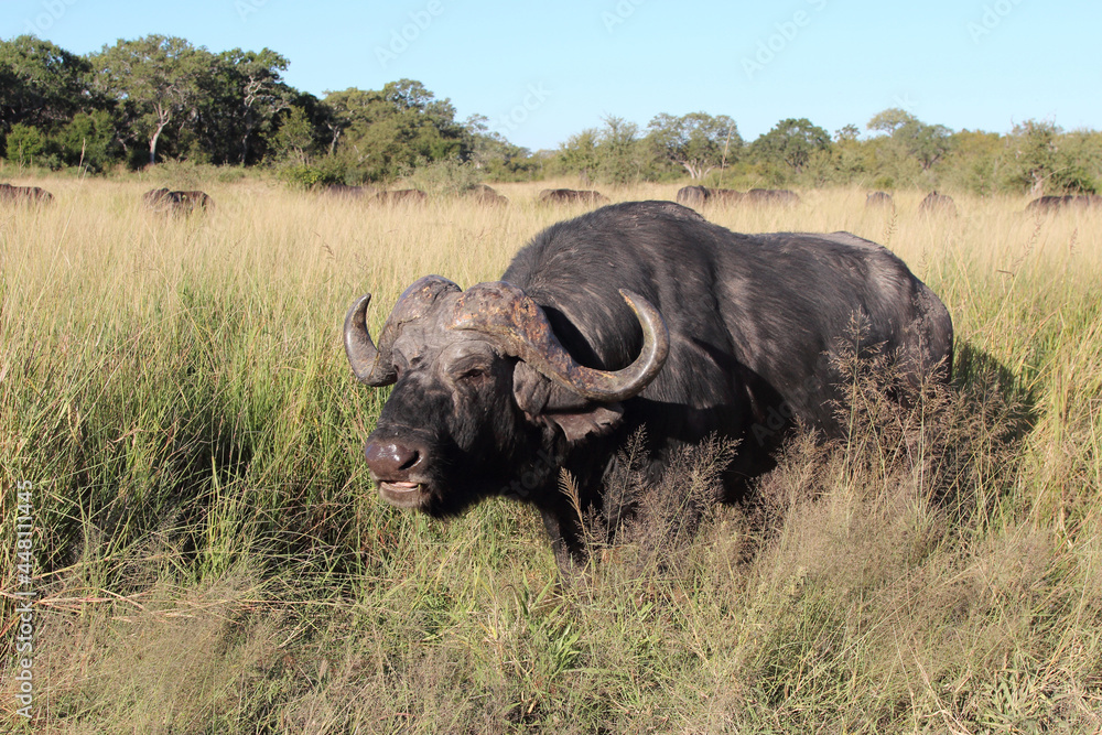 Kaffernbüffel / African buffalo / Syncerus caffer