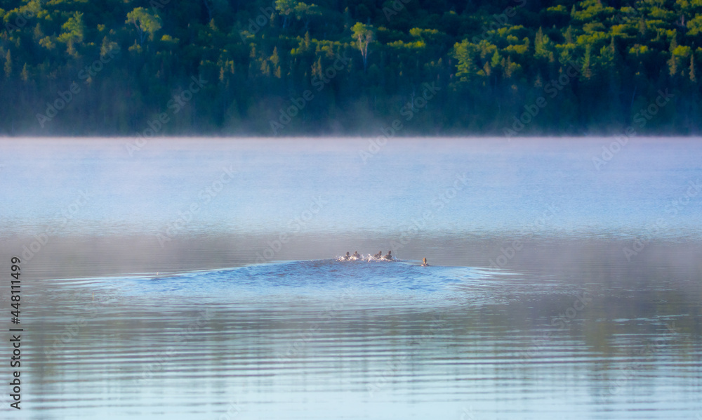 Obraz premium Duck on a lake in summer in the Canadian forest, Quebec