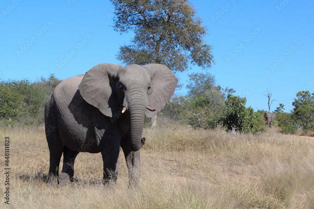 Obraz premium Afrikanischer Elefant / African elephant / Loxodonta africana