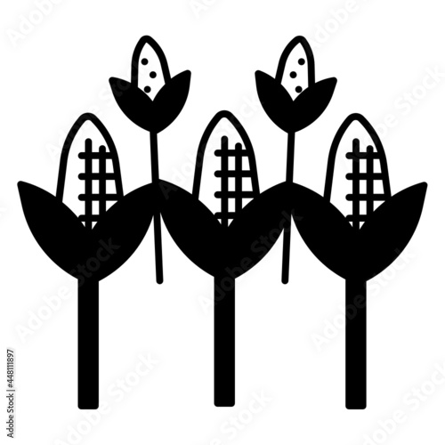 corn field