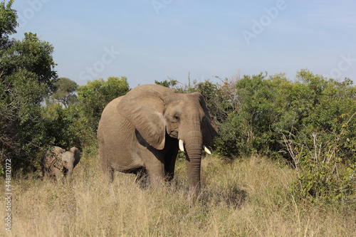 Afrikanischer Elefant   African elephant   Loxodonta africana....