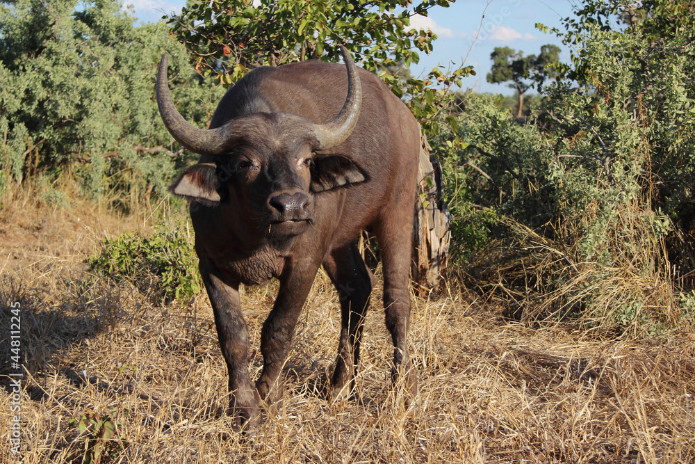 Kaffernbüffel / African buffalo / Syncerus caffer Kaffernbüffel / African buffalo / Syncerus caffer