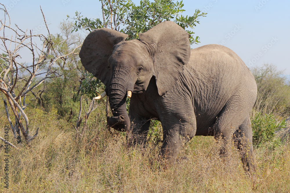 Obraz premium Afrikanischer Elefant / African elephant / Loxodonta africana...