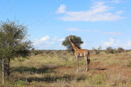 Canvas Print Giraffe / Giraffe / Giraffa camelopardalis
