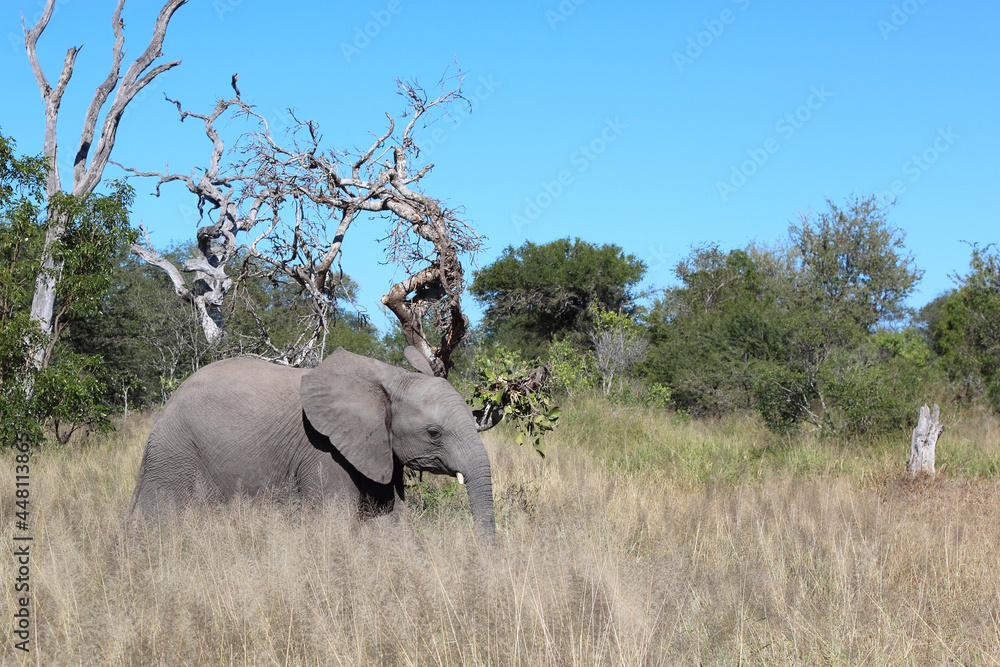 Afrikanischer Elefant / African elephant / Loxodonta africana... Afrikanischer Elefant / African elephant / Loxodonta africana...
