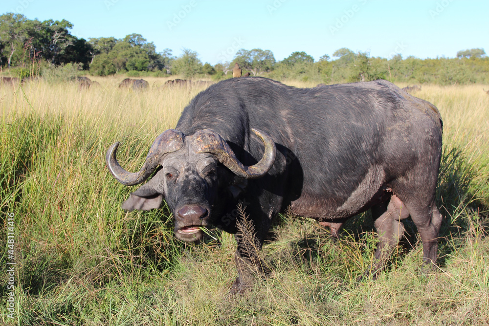 Kaffernbüffel / African buffalo / Syncerus caffer Kaffernbüffel / African buffalo / Syncerus caffer