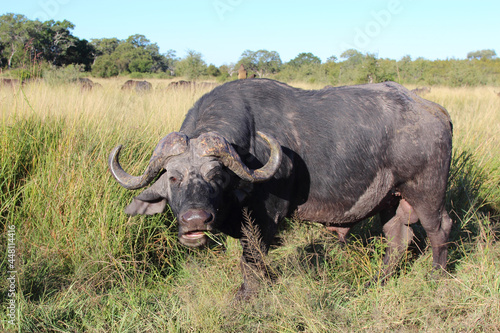 Kaffernb  ffel   African buffalo   Syncerus caffer