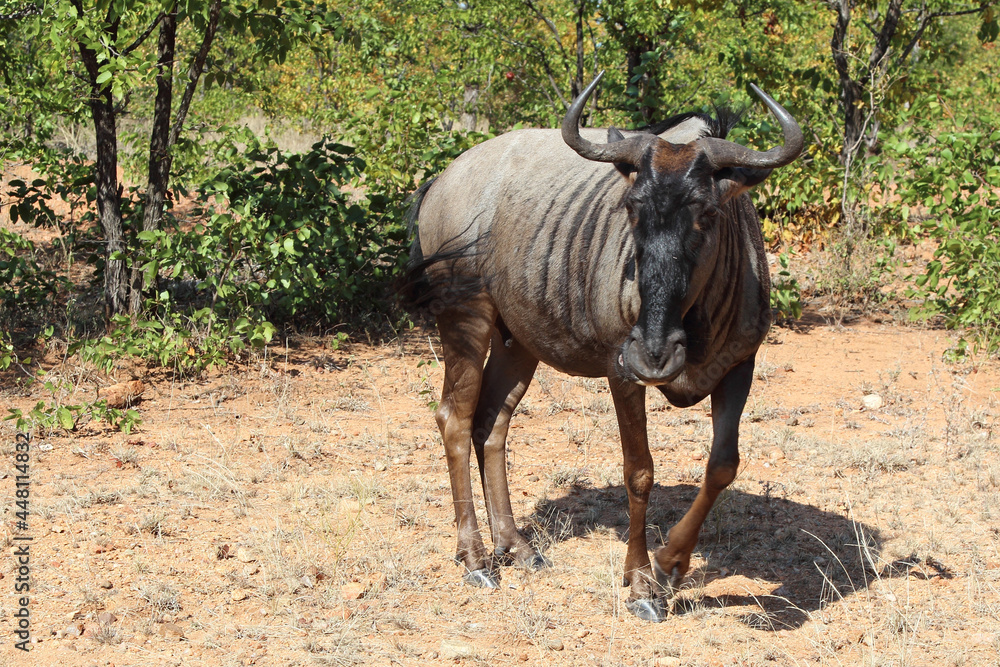 Streifengnu / Blue wildebeest / Connochaetes taurinus Streifengnu / Blue wildebeest / Connochaetes taurinus