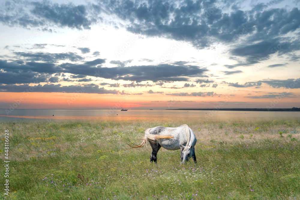 Fototapeta premium a single horse grazing on the field, personal ranch