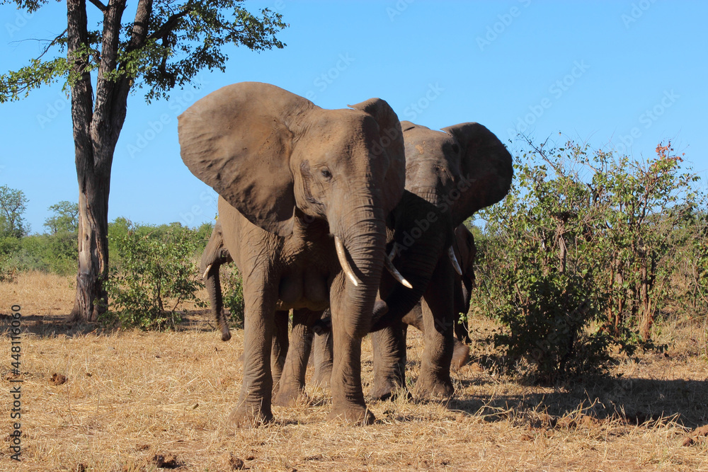 Obraz premium Afrikanischer Elefant / African elephant / Loxodonta africana