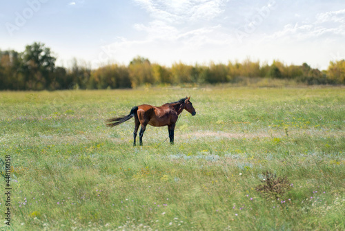 a single horse grazing on the field  personal ranch