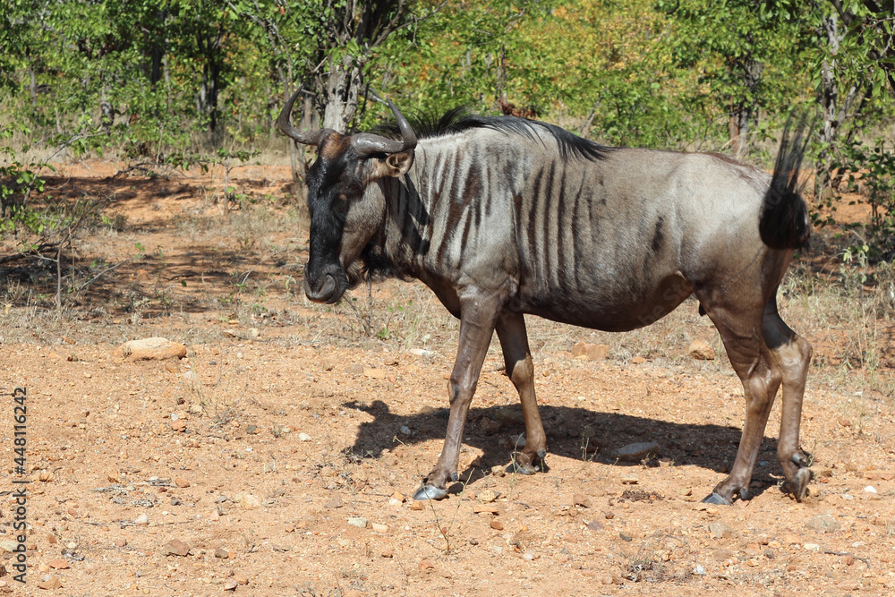 Streifengnu / Blue wildebeest / Connochaetes taurinus Streifengnu / Blue wildebeest / Connochaetes taurinus