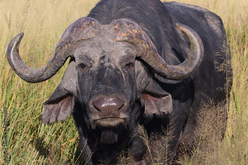 Fototapeta premium Kaffernbüffel / African buffalo / Syncerus caffer