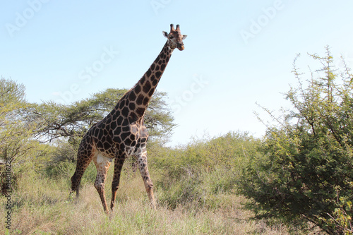 Photography Giraffe / Giraffe / Giraffa Camelopardalis