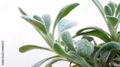 Greek mountain tea, medicinal plant with leaves in summer photo