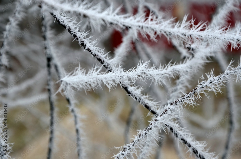 snow covered branches