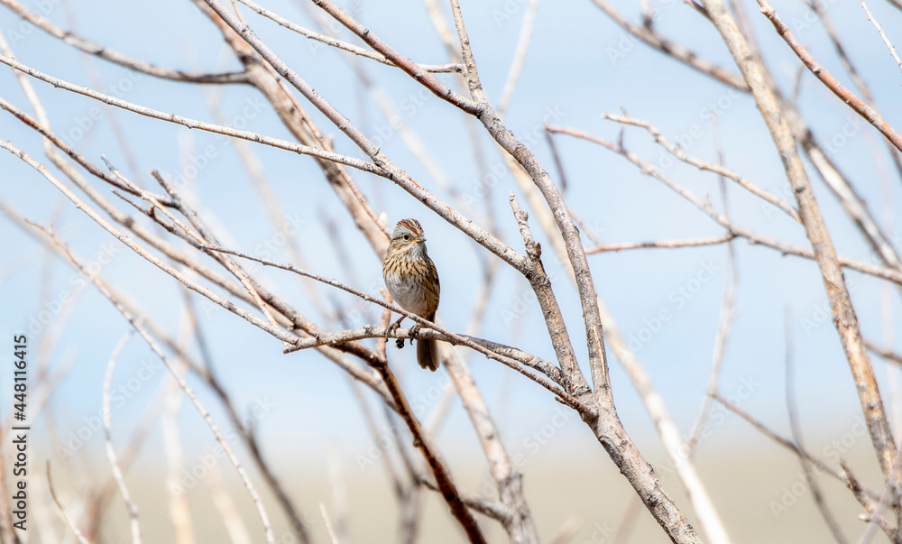 A Lincolns Sparrow (Melospiza lincolnii) Perched in a Tree in Spring in Colorado A Lincolns Sparrow (Melospiza lincolnii) Perched in a Tree in Spring in Colorado
