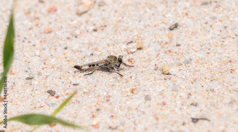 A Robber Fly (Efferia albibarbis) Perched on the Ground After Killing a Damselfly A Robber Fly (Efferia albibarbis) Perched on the Ground After Killing a Damselfly