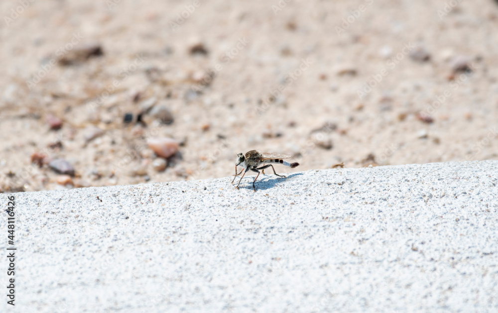 A Robber Fly (Efferia albibarbis) Perched on the Ground After Killing a Damselfly