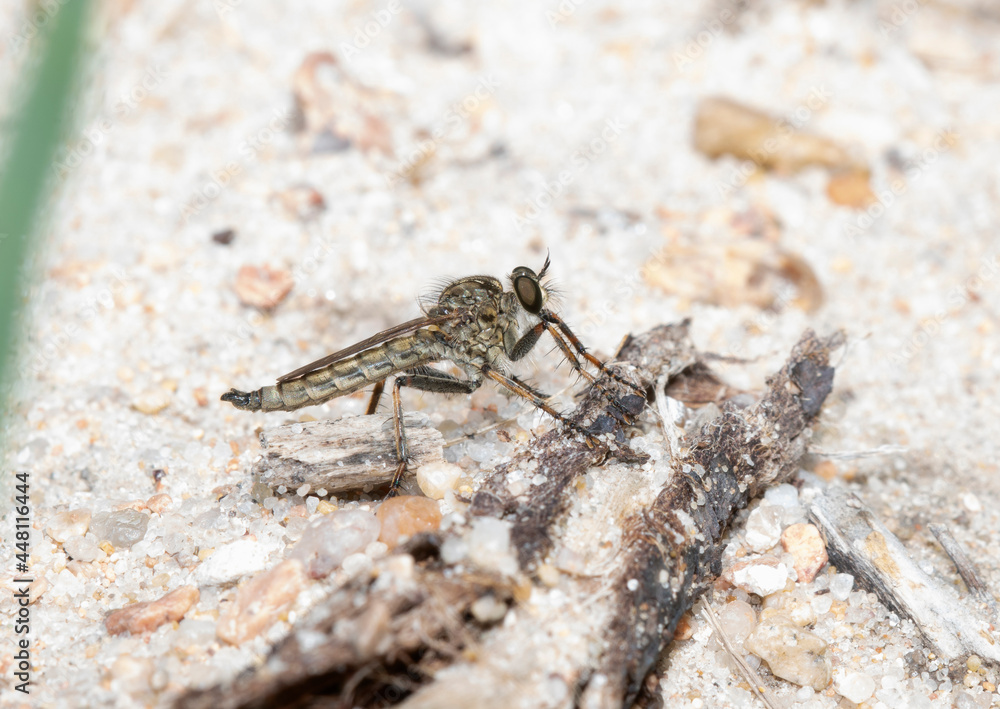 A Robber Fly in the Genus Machimus Perched on a Stick in Colorado A Robber Fly in the Genus Machimus Perched on a Stick in Colorado
