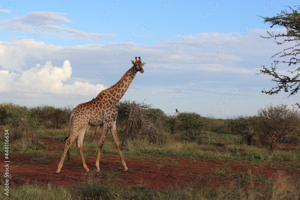 Obraz premium Giraffe / Giraffe / Giraffa Camelopardalis