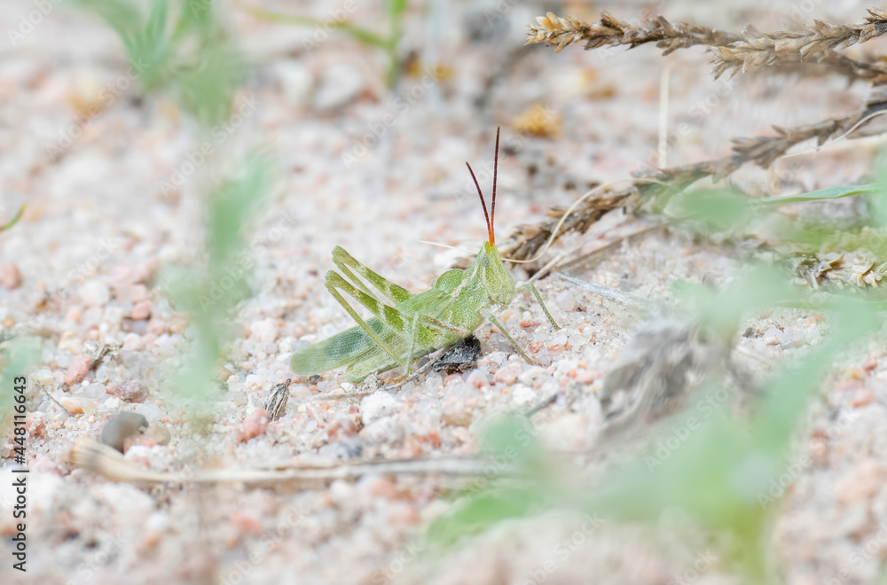 A Large Green Fool Grasshopper (Acrolophitus hirtipes) Perched on the Ground A Large Green Fool Grasshopper (Acrolophitus hirtipes) Perched on the Ground