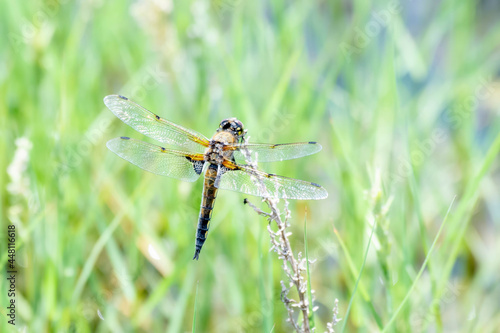 A Four-spotted Skimmer (Libellula quadrimaculata) Dragonfly Perched on Dry Vegetation © RachelKolokoffHopper