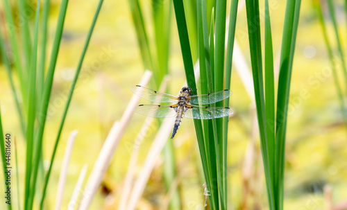 Fototapeta Naklejka Na Ścianę i Meble -  A Four-spotted Skimmer (Libellula quadrimaculata) Dragonfly Perched on Dry Vegetation