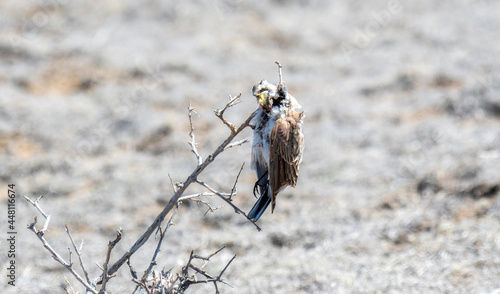 Photography Horned Lark (Eremophila alpestris) Impaled on a Stick by a Loggerhead Shrike on