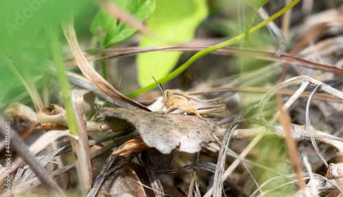 A Migratory Grasshopper (Melanoplus sanguinipes) Nymph Perched on the Ground