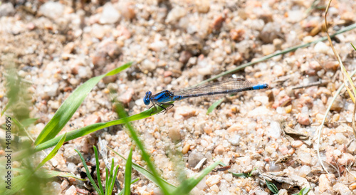 A Bright Blue Paiute Dancer (Argia alberta) Damselfly Perched Low on the Ground on a Blade of Grass photo