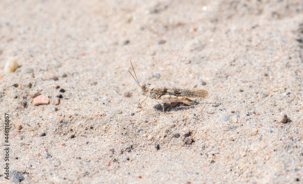 A Toothed Dune Grasshopper (Trimerotropis agrestis) Perched on Sandy Soil in Eastern Colorado