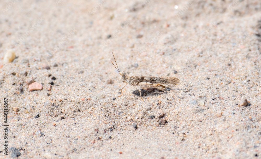 A Toothed Dune Grasshopper (Trimerotropis agrestis) Perched on Sandy Soil in Eastern Colorado A Toothed Dune Grasshopper (Trimerotropis agrestis) Perched on Sandy Soil in Eastern Colorado