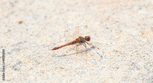 A Variegated Meadowhawk (Sympetrum corruptum) Dragonfly Perched on the Ground