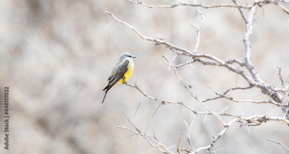 Naklejka premium A Western Kingbird (Tyrannus verticalis) Perched in a Tree on the Plains of Colorado