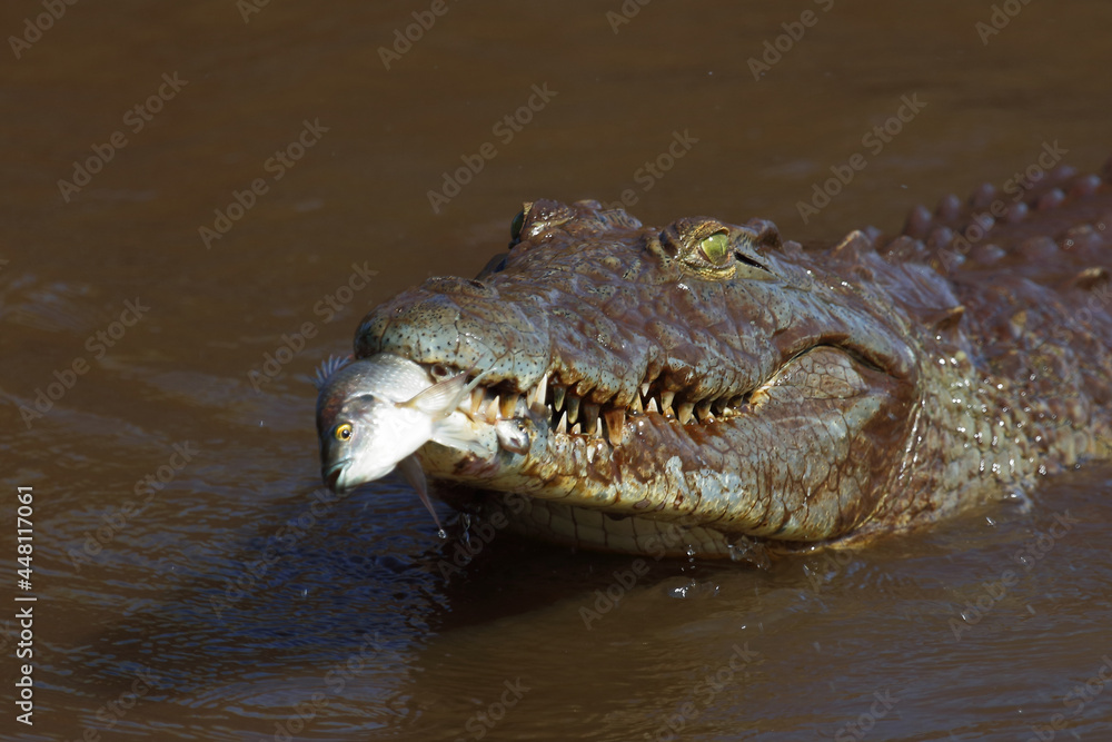 Fototapeta premium Nilkrokodil / Nile crocodile / Crocodylus niloticus..