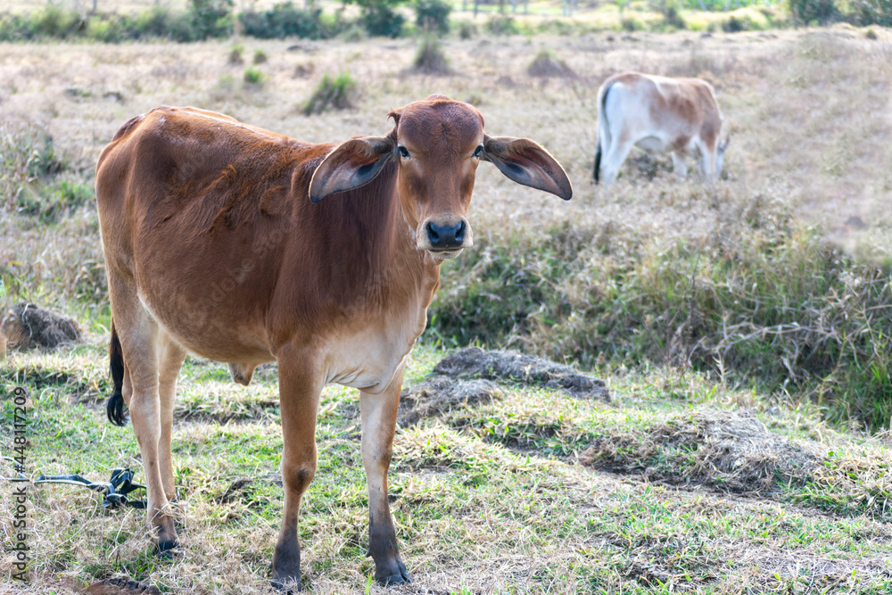 brown Nelore cattle in the pasture brown Nelore cattle in the pasture