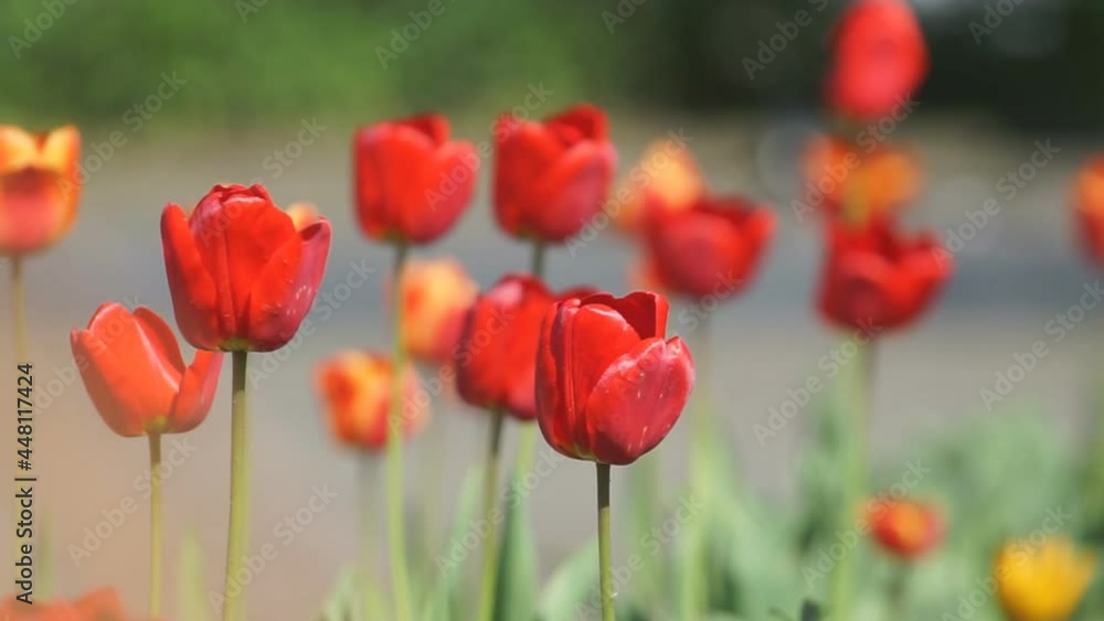 Flowers. Tulips in the wind in sunny summer weather. Tulips. Blooming Park. Flowers in the wild. Flora Flowers. Tulips in the wind in sunny summer weather. Tulips. Blooming Park. Flowers in the wild. Flora