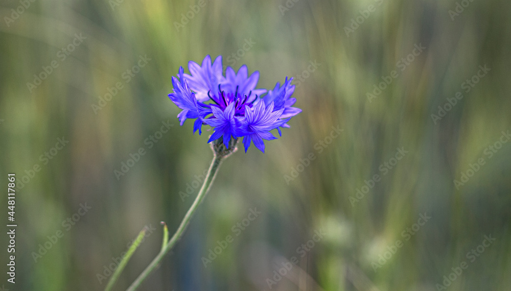 Cornflower in purple tones in focus with blurred background Cornflower in purple tones in focus with blurred background
