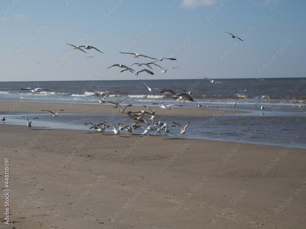 Silbermöwen im Flug, flying gulls